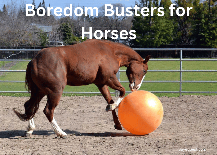 Boredom Busters for Horses