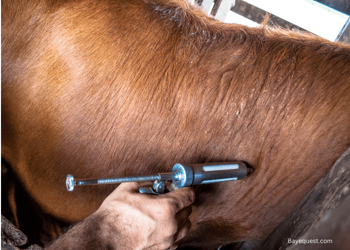 What Vaccines Do Horses Need