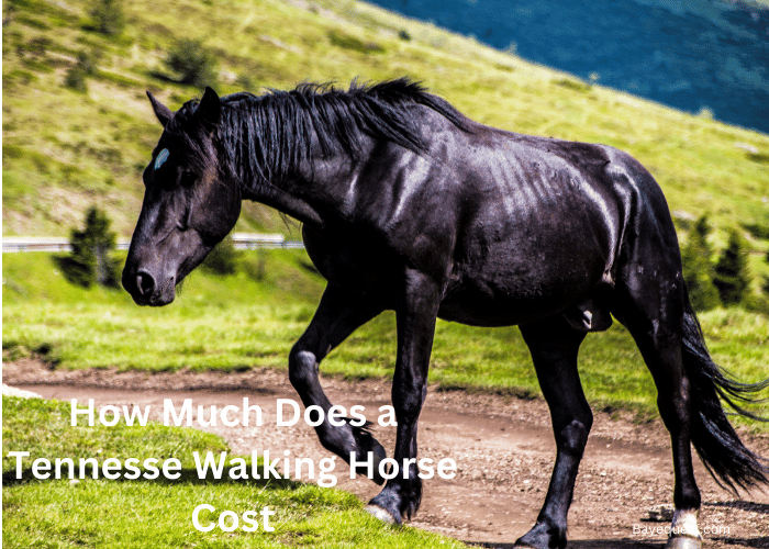 How Much Does a Tennessee Walking Horse Cost