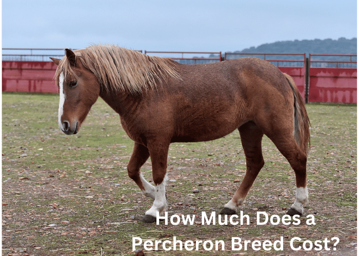 How Much Does a Percheron Horse Cost