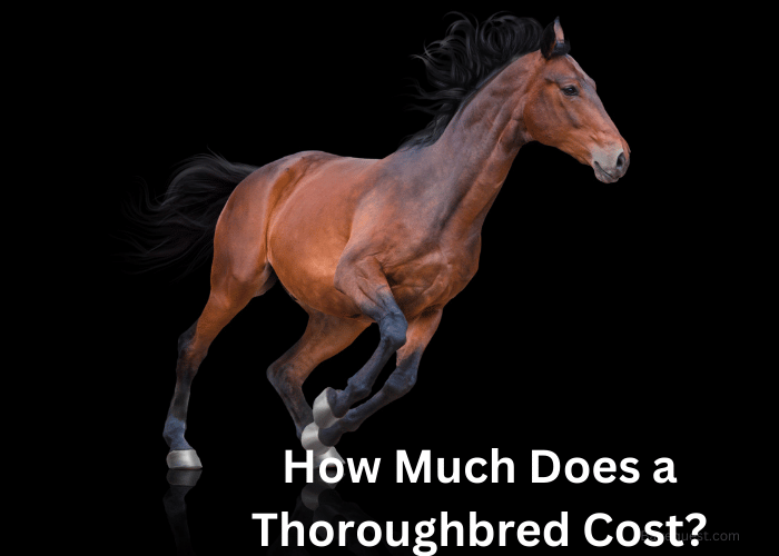 How Much Does a Thoroughbred Cost