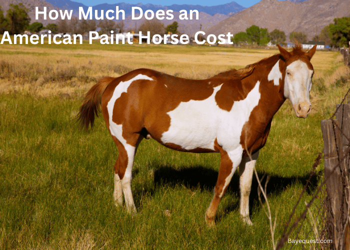 How Much Does an American Paint Horse Cost