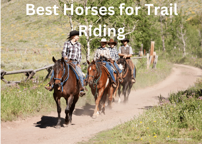 Best Horses for Trail Riding