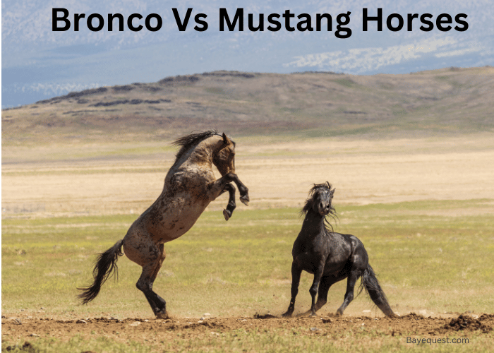 Bronco Vs Mustang Horses