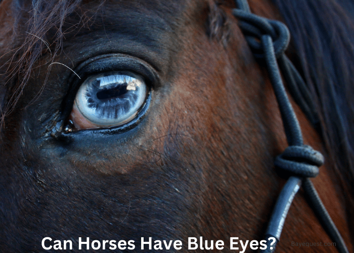 Can Horses Have Blue Eyes
