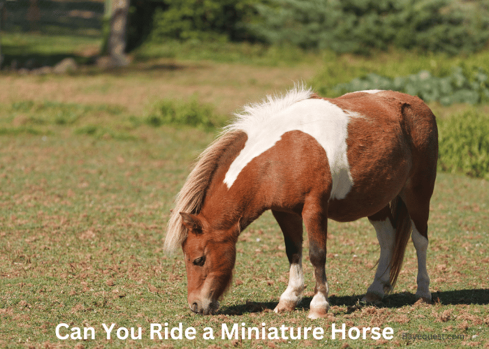 Can You Ride a Miniature Horse