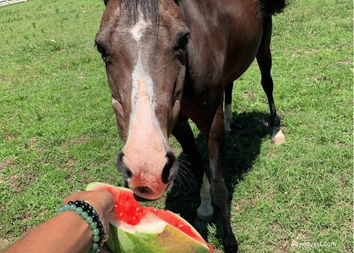 Can Horses Have Watermelon
