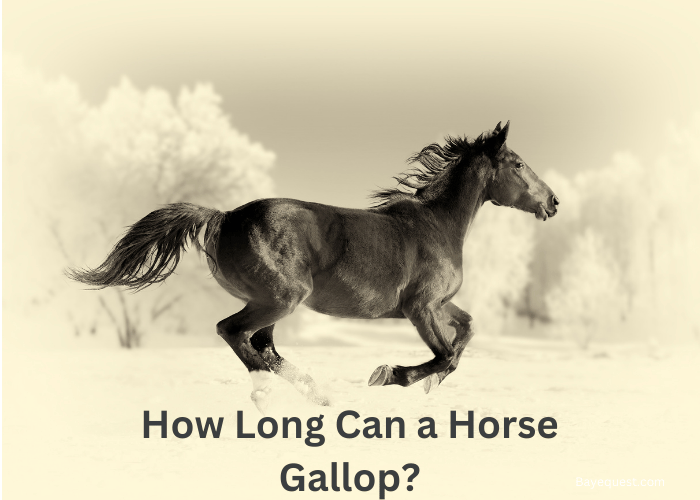 How Long Can a Horse Gallop