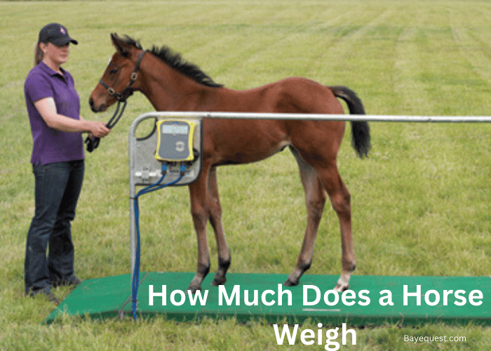 How Much Does a Horse Weigh