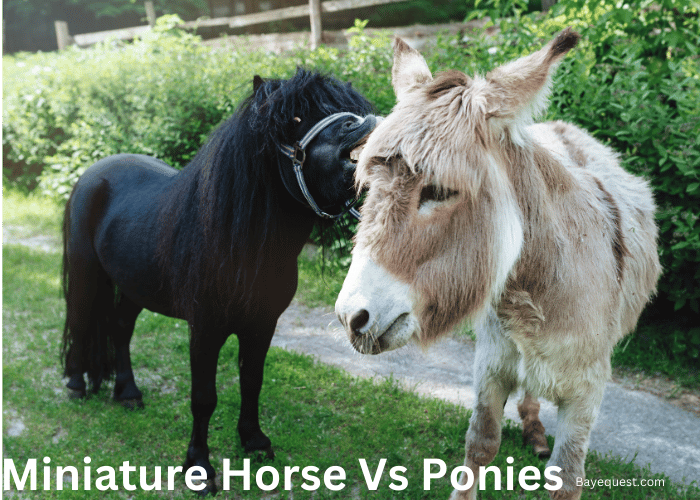 Miniature Horse Vs Ponies