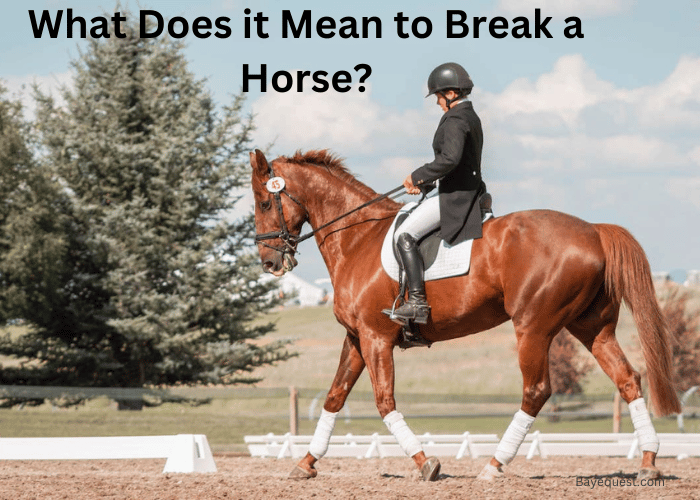 What Does it Mean to Break a Horse