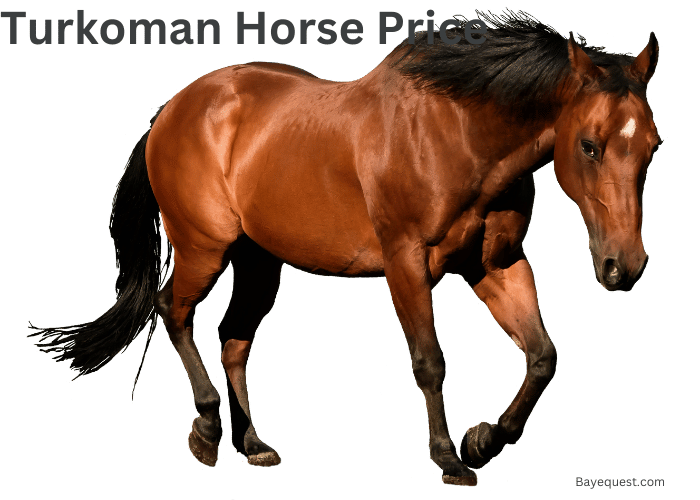 Turkoman Horse Price