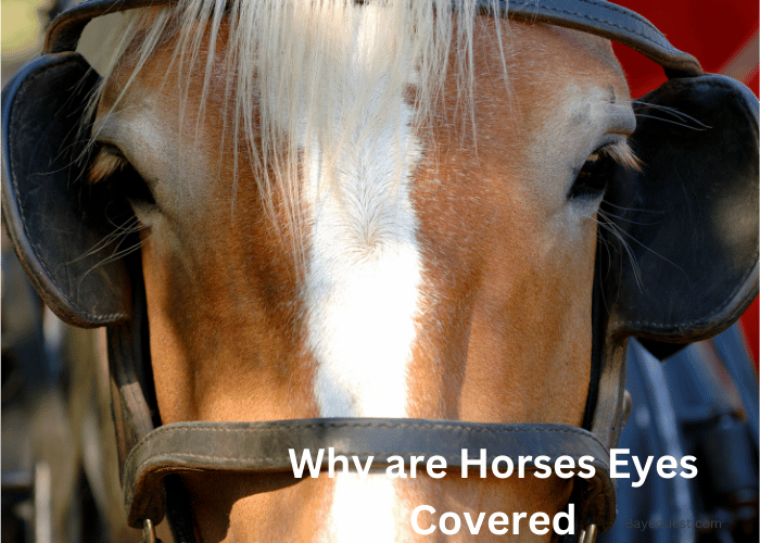 Why are Horses Eyes Covered