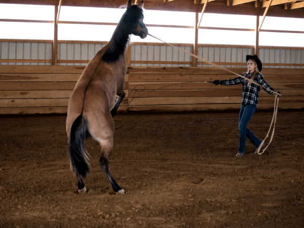 What Does it Mean to Break a Horse? Training Insights