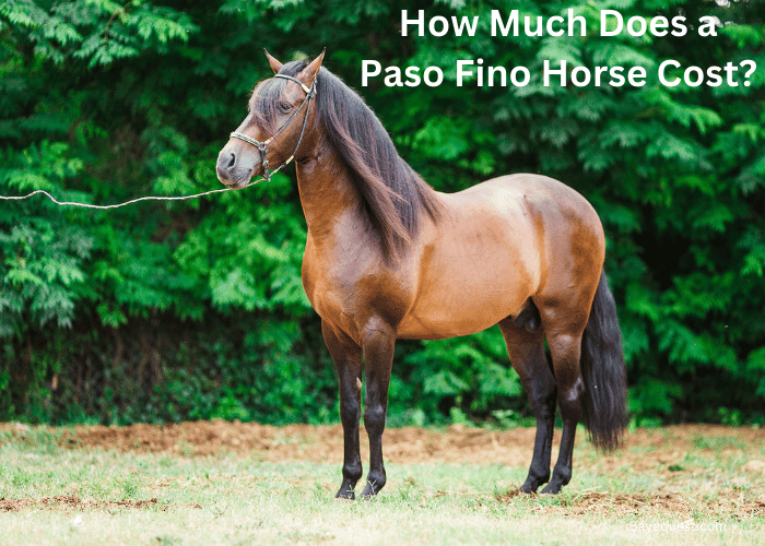 How Much Does a Paso Fino Horse Cost