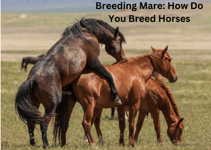 Breeding Mare: How Do You Breed Horses
