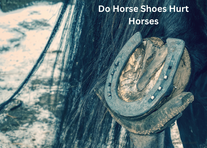 Do Horse Shoes Hurt Horses
