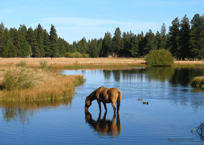 How Long Can Horses Go Without Water