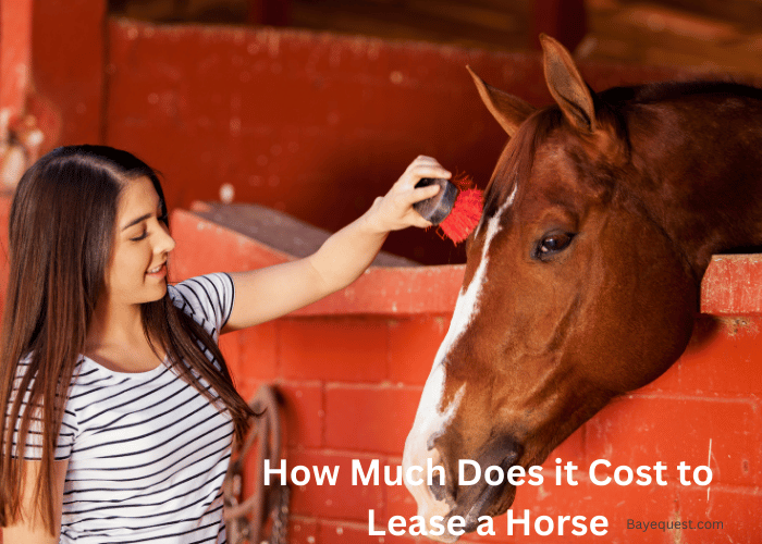 How Much Does it Cost to Lease a Horse