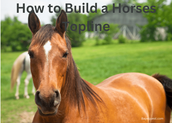 How to Build a Horses Topline