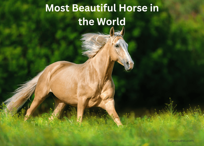 Most Beautiful Horse in the World