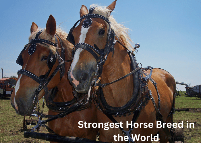 Strongest Horse Breed in the World