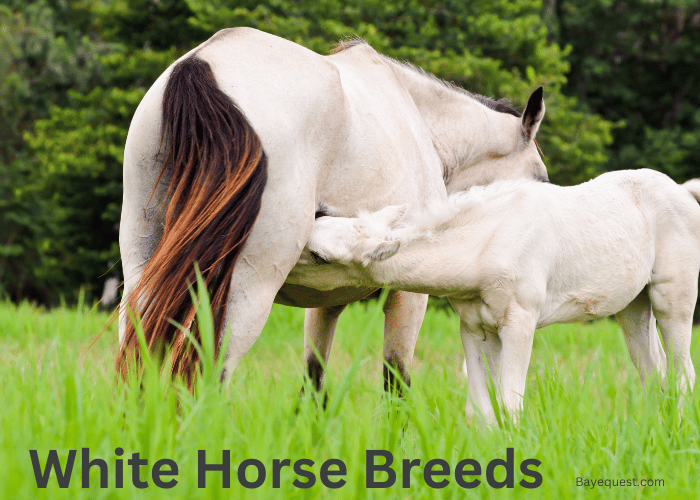 White Horse Breeds