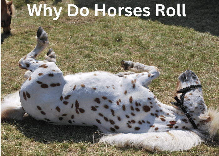 Why Do Horses Roll