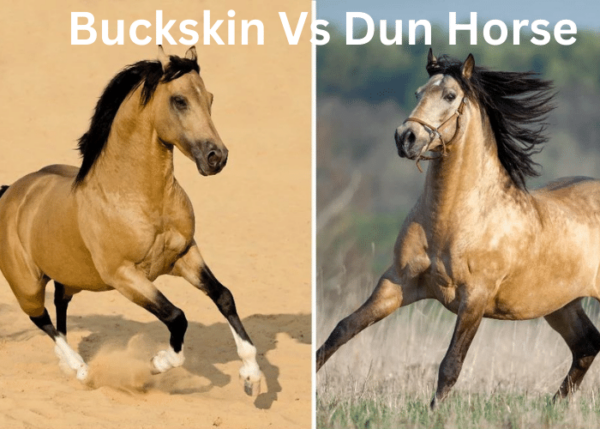 Buckskin Vs Dun Horse (9 Tips to Compare)