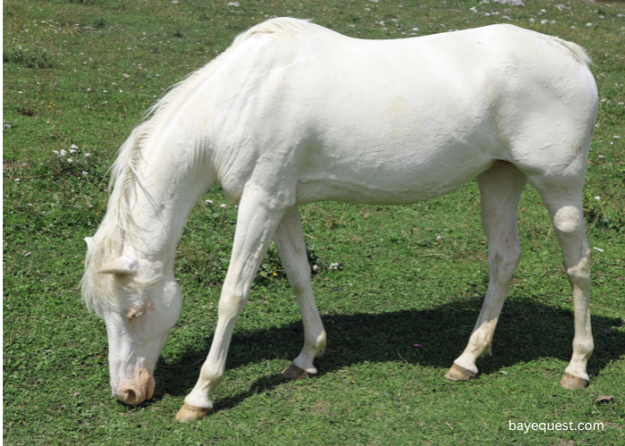 American Albino Horse