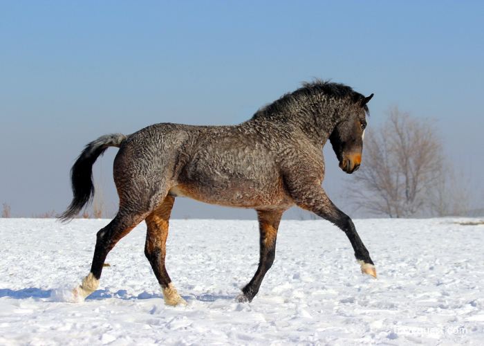 American Bashkir Curly Horse