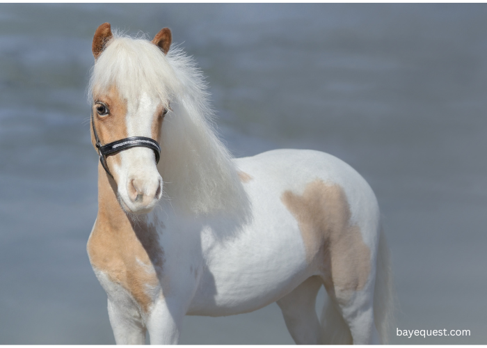 American Miniature Horse