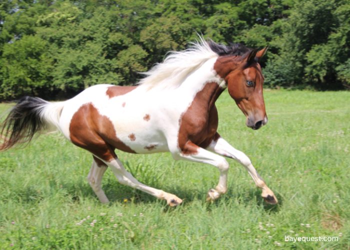 American Paint Horse