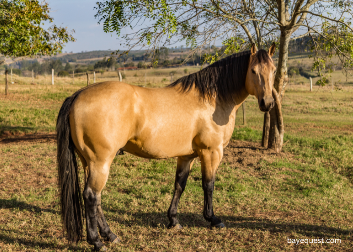 American Quarter Horse