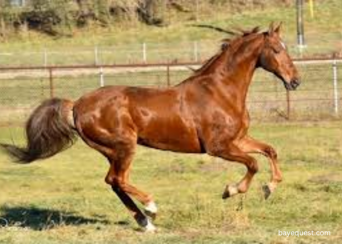 American Saddlebred