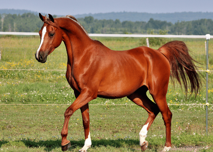 What is The Oldest Horse Breed? (14 Oldest Breeds)