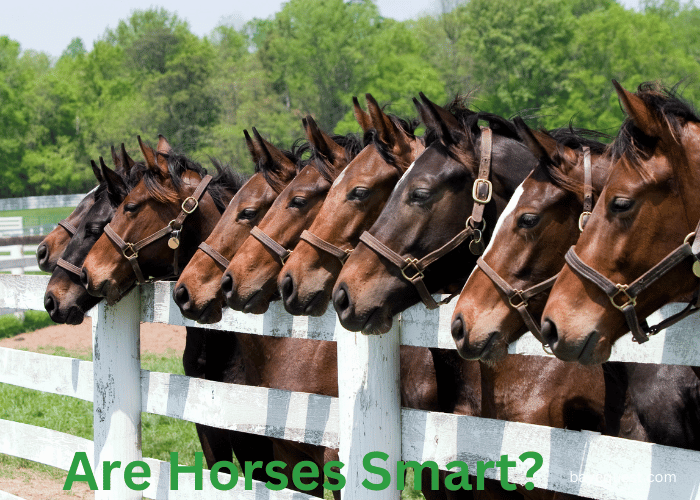 Are Horses Smart