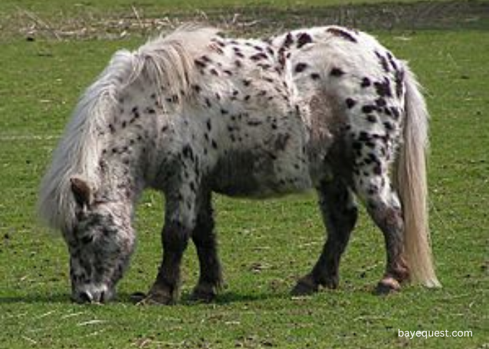 British Spotted Pony