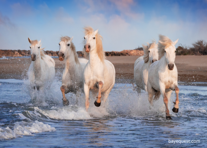 Camargue