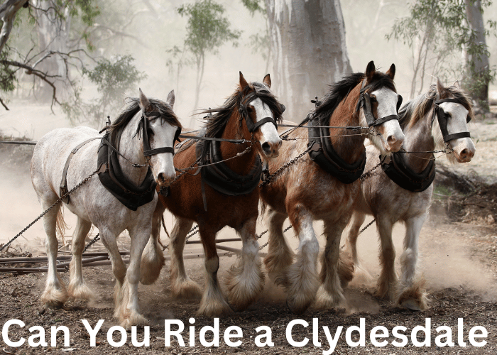 Can You Ride a Clydesdale