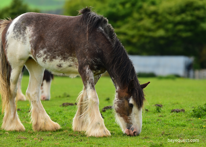 Clydesdale