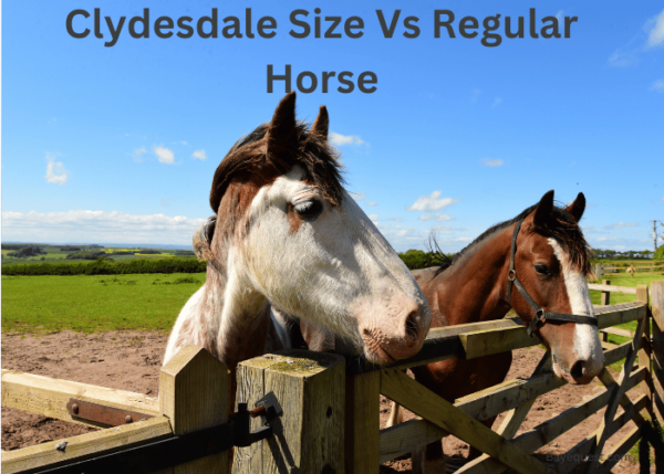 Clydesdale Size Vs Regular Horse (Detailed Comparison Guide)