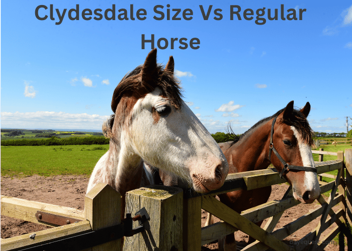 Clydesdale Size Vs Regular Horse