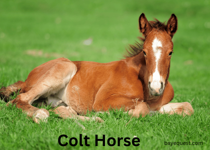 What is a Colt Horse?: Meaning, Definition & Characteristics