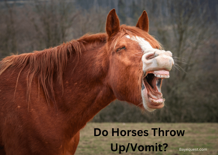 Do Horses Throw Up/Vomit