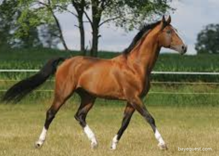 Dutch Warmblood