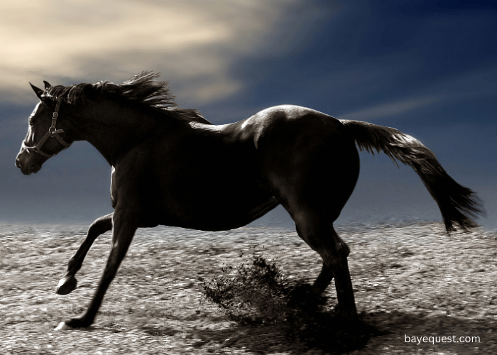 Factors that Influence How Far a Horse Can Travel in a Day