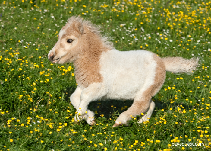 Falabella