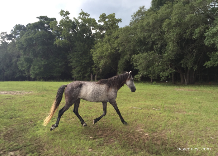 Florida Cracker Horse