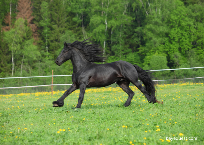 Friesian